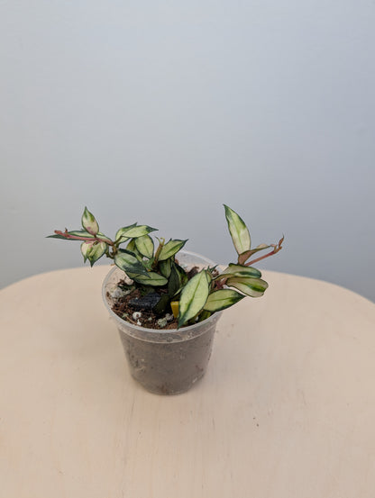 Hoya lacunosa variegated