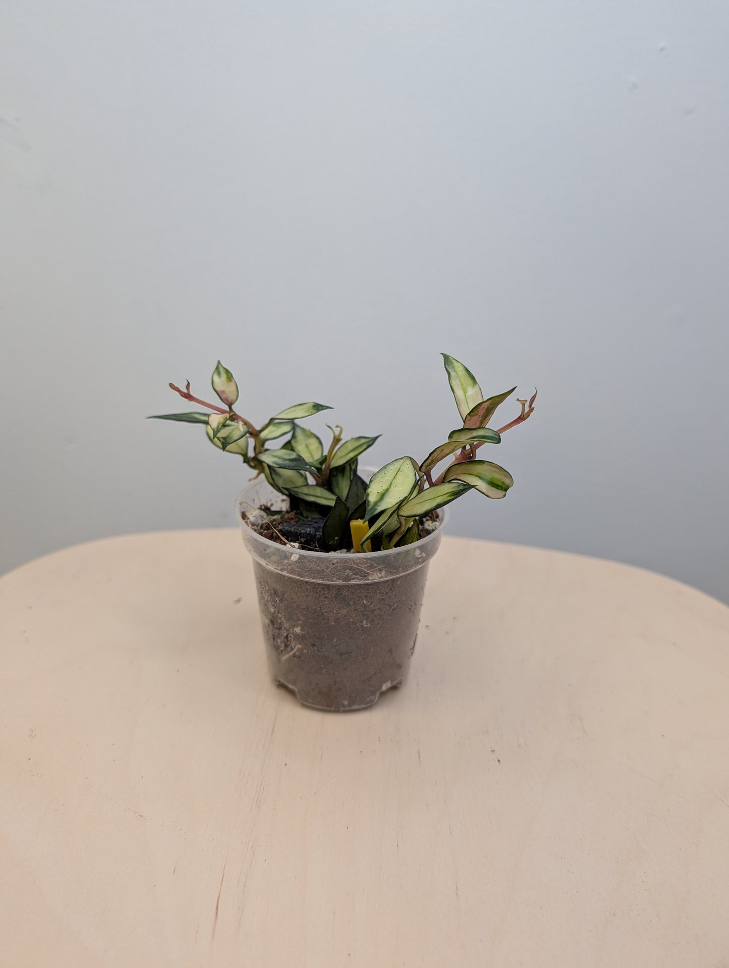 Hoya lacunosa variegated