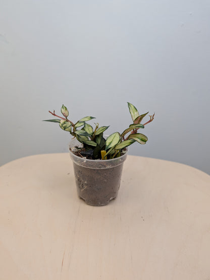 Hoya lacunosa variegated