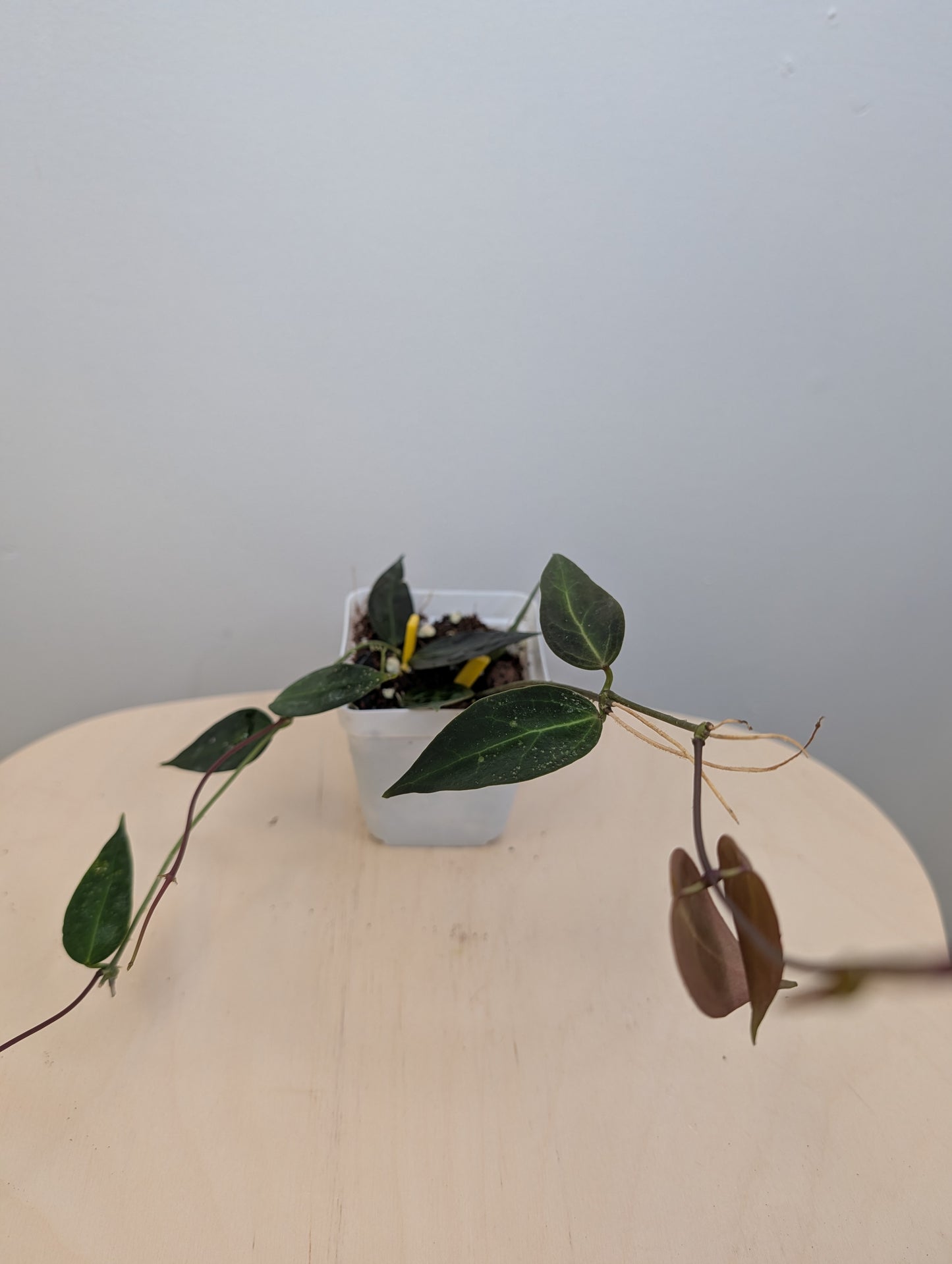 Hoya Carrii / velvety leaves