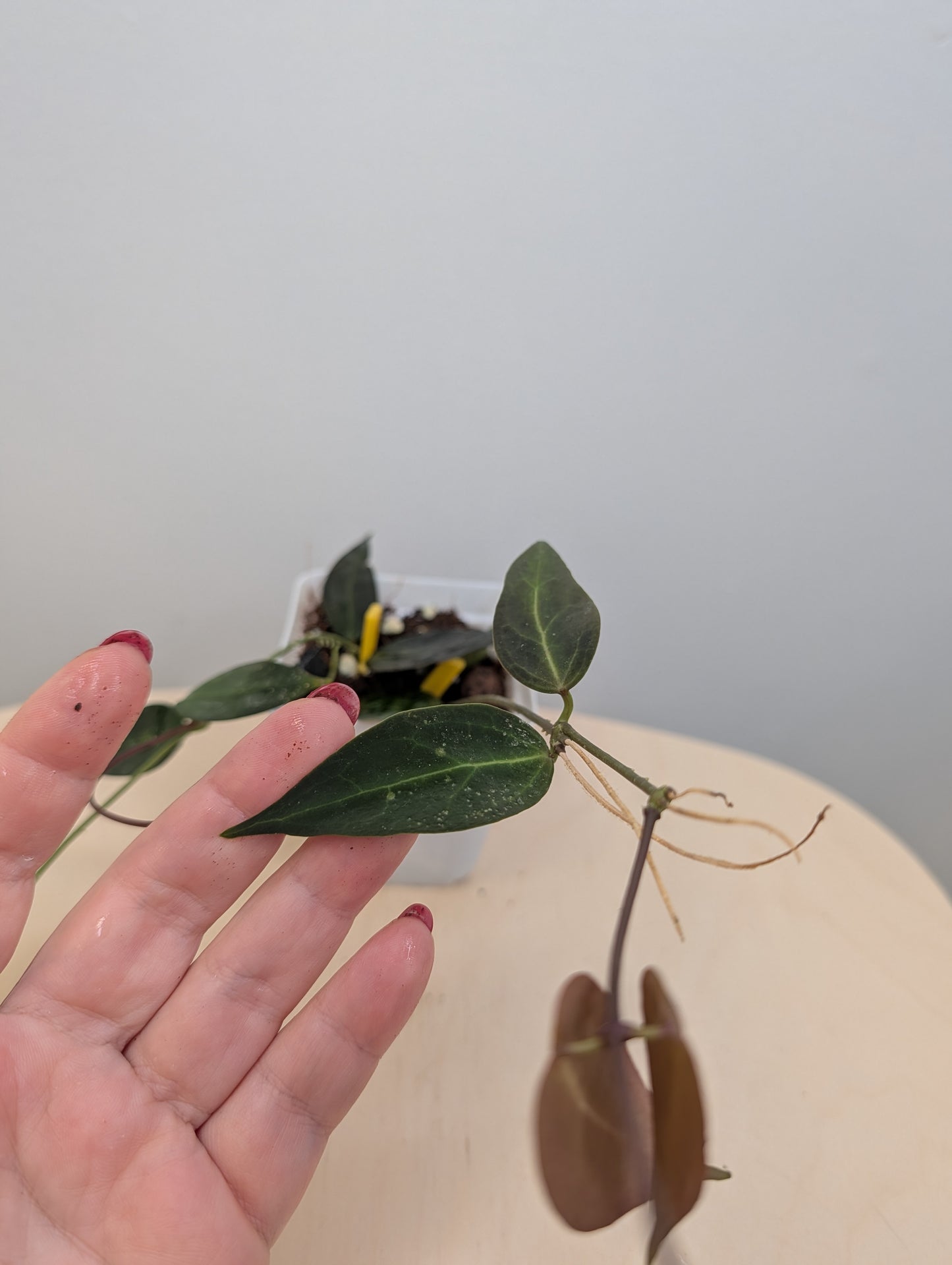 Hoya Carrii / velvety leaves