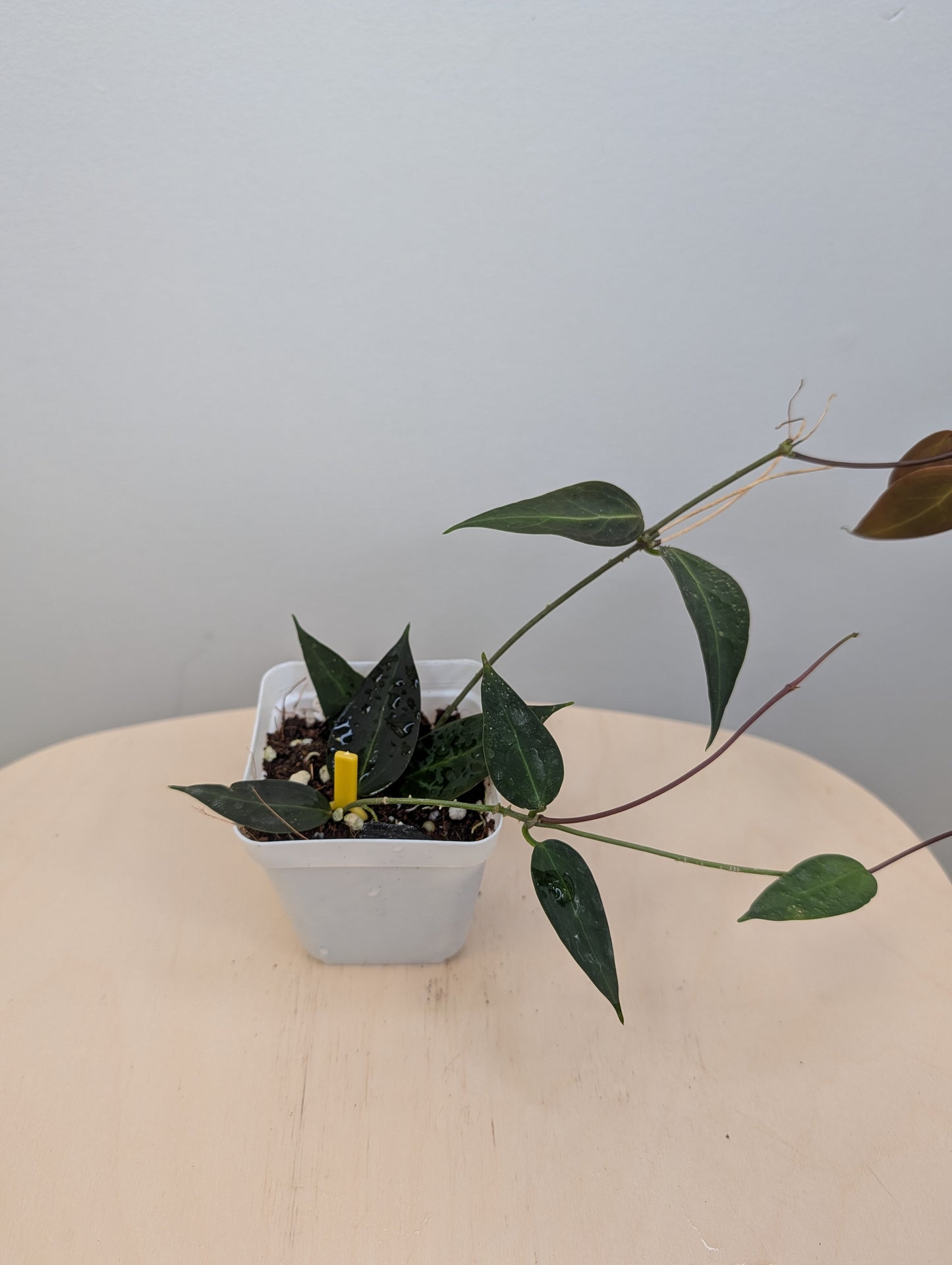 Hoya Carrii / velvety leaves