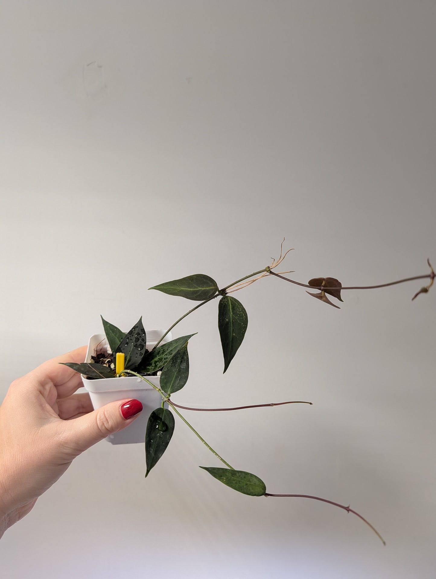 Hoya Carrii / velvety leaves