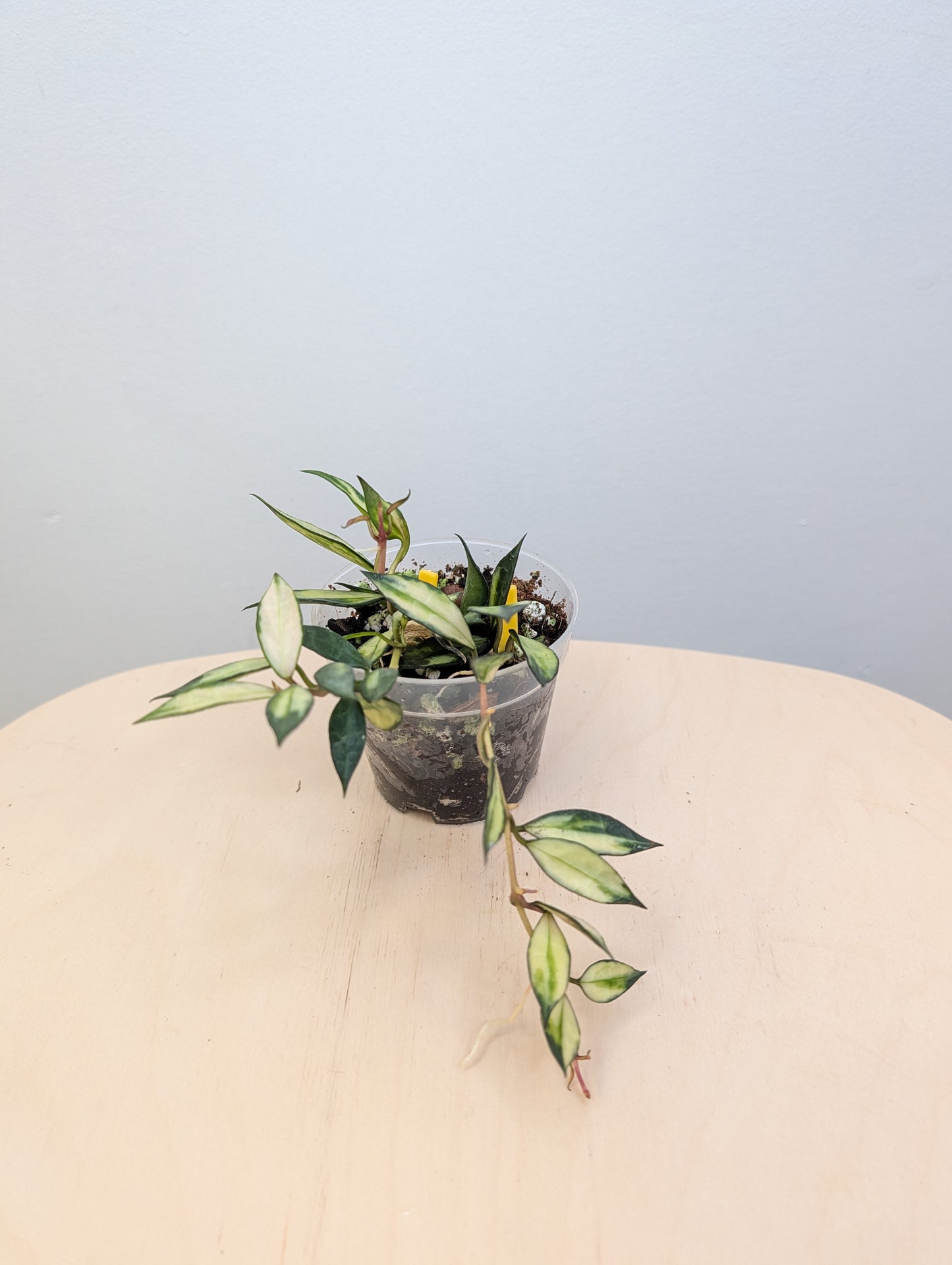 Hoya lacunosa variegated