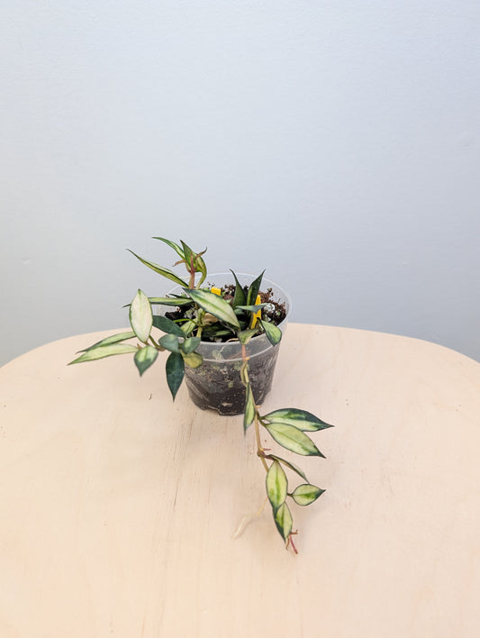 Hoya lacunosa variegated