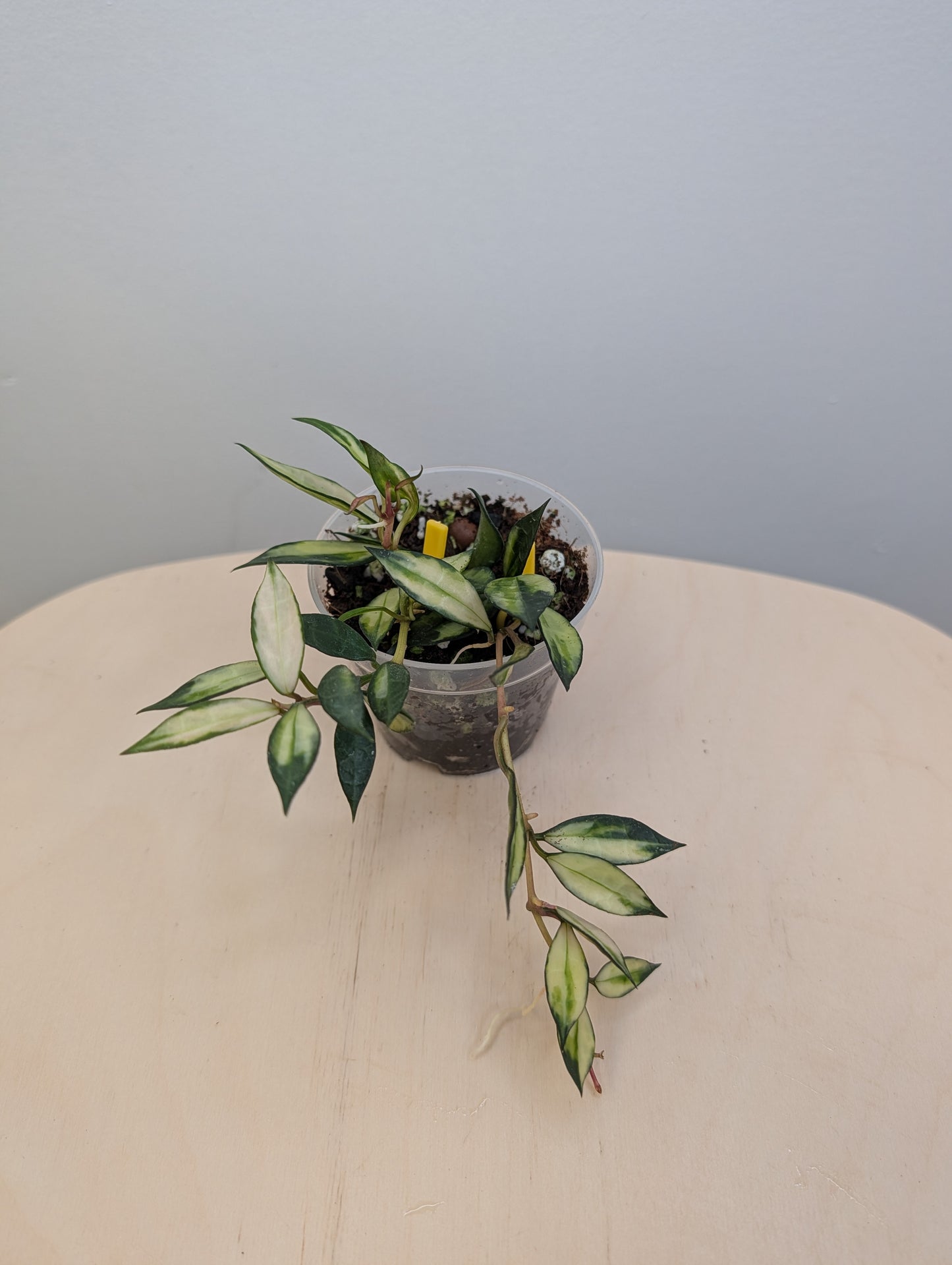 Hoya lacunosa variegated