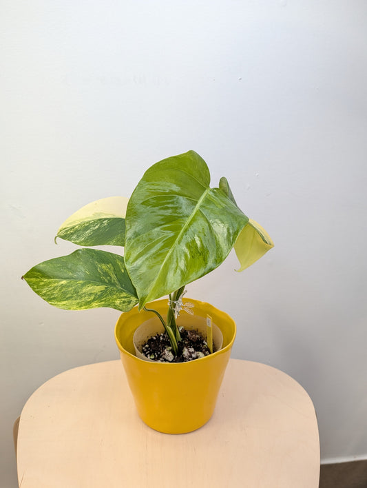 Monstera yellow variegated