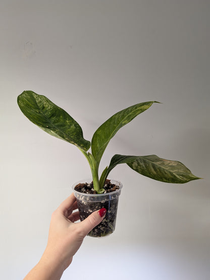 Diffenbachia variegated