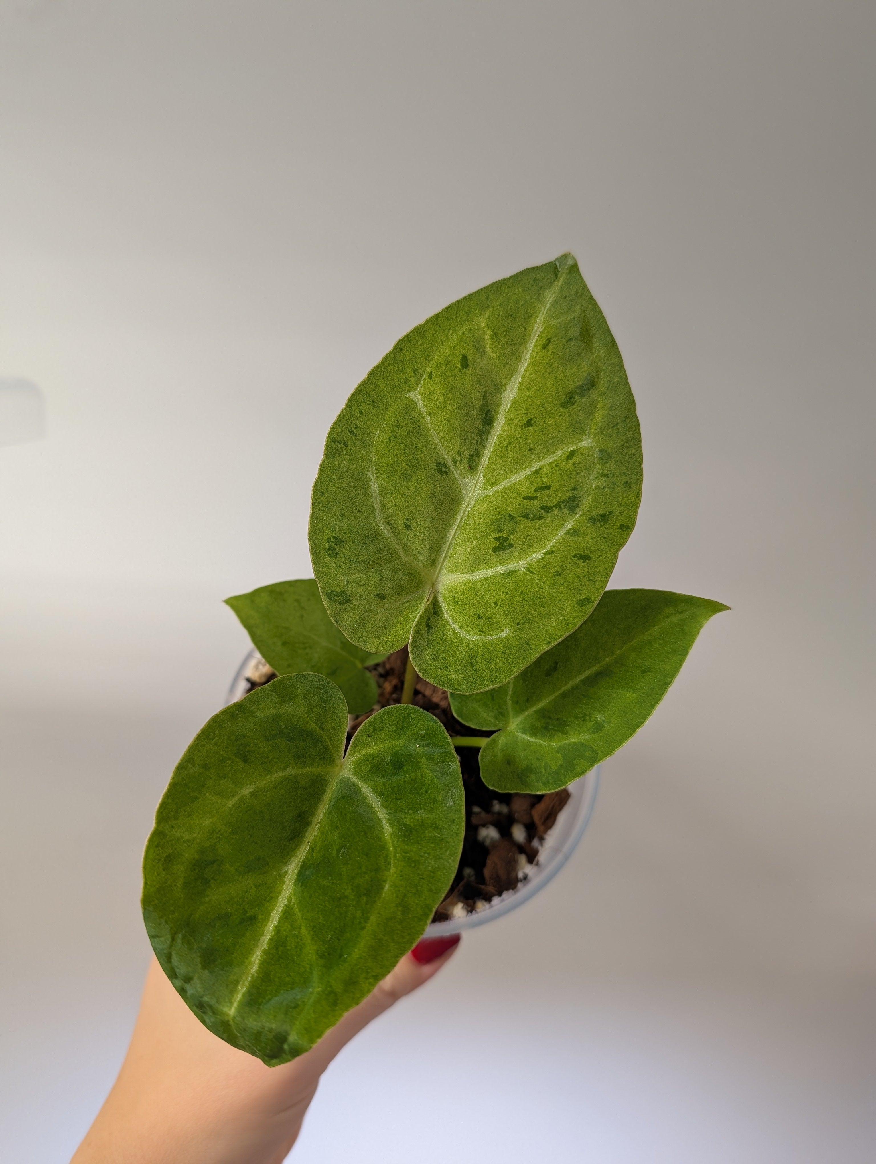 Anthurium crystallinum mint variegated/ sparkling minty leaves
