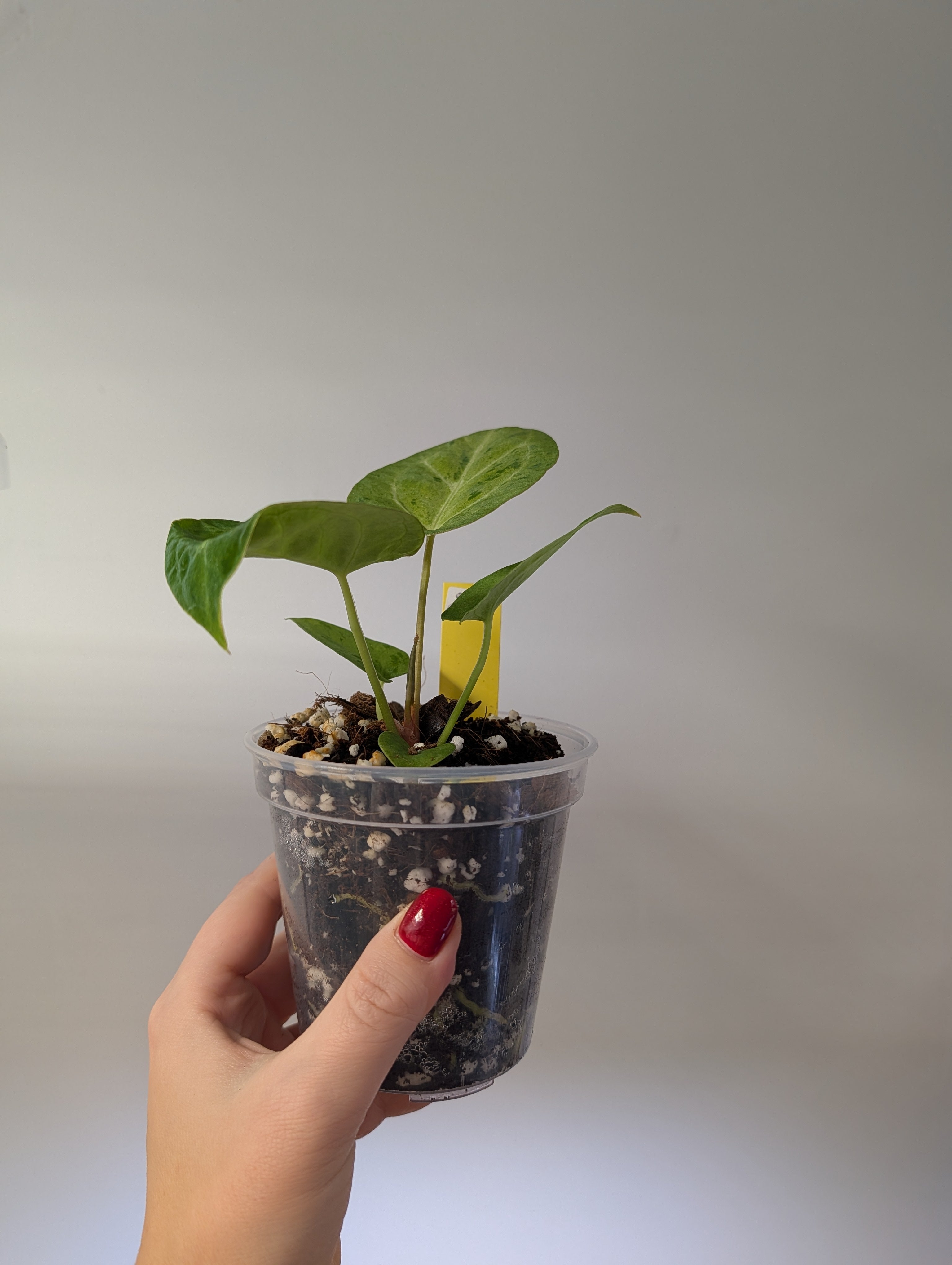 Anthurium crystallinum mint variegated/ sparkling minty leaves