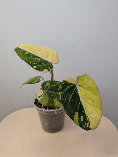 Philodendron gloriosum tricolor variegated