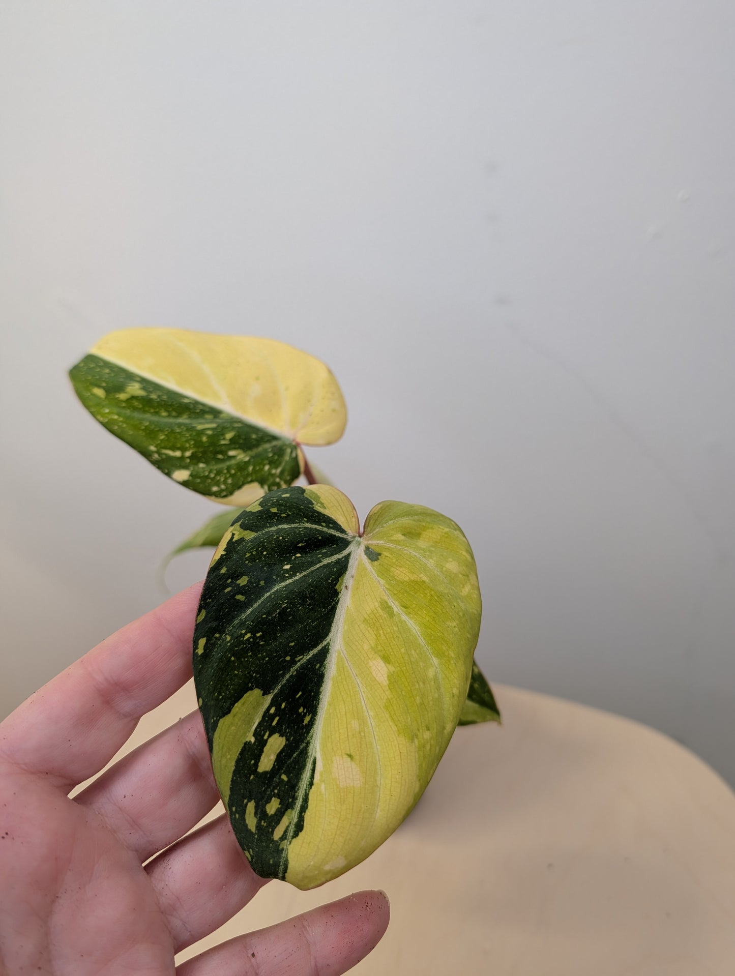 Philodendron gloriosum tricolor variegated