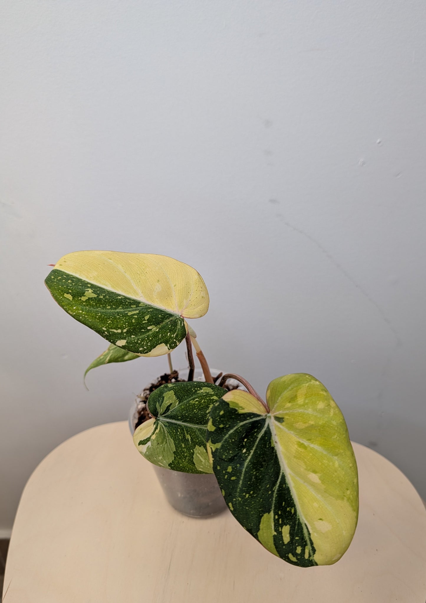 Philodendron gloriosum tricolor variegated