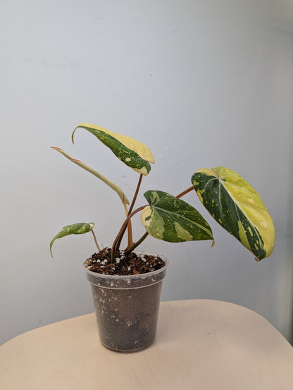 Philodendron gloriosum tricolor variegated