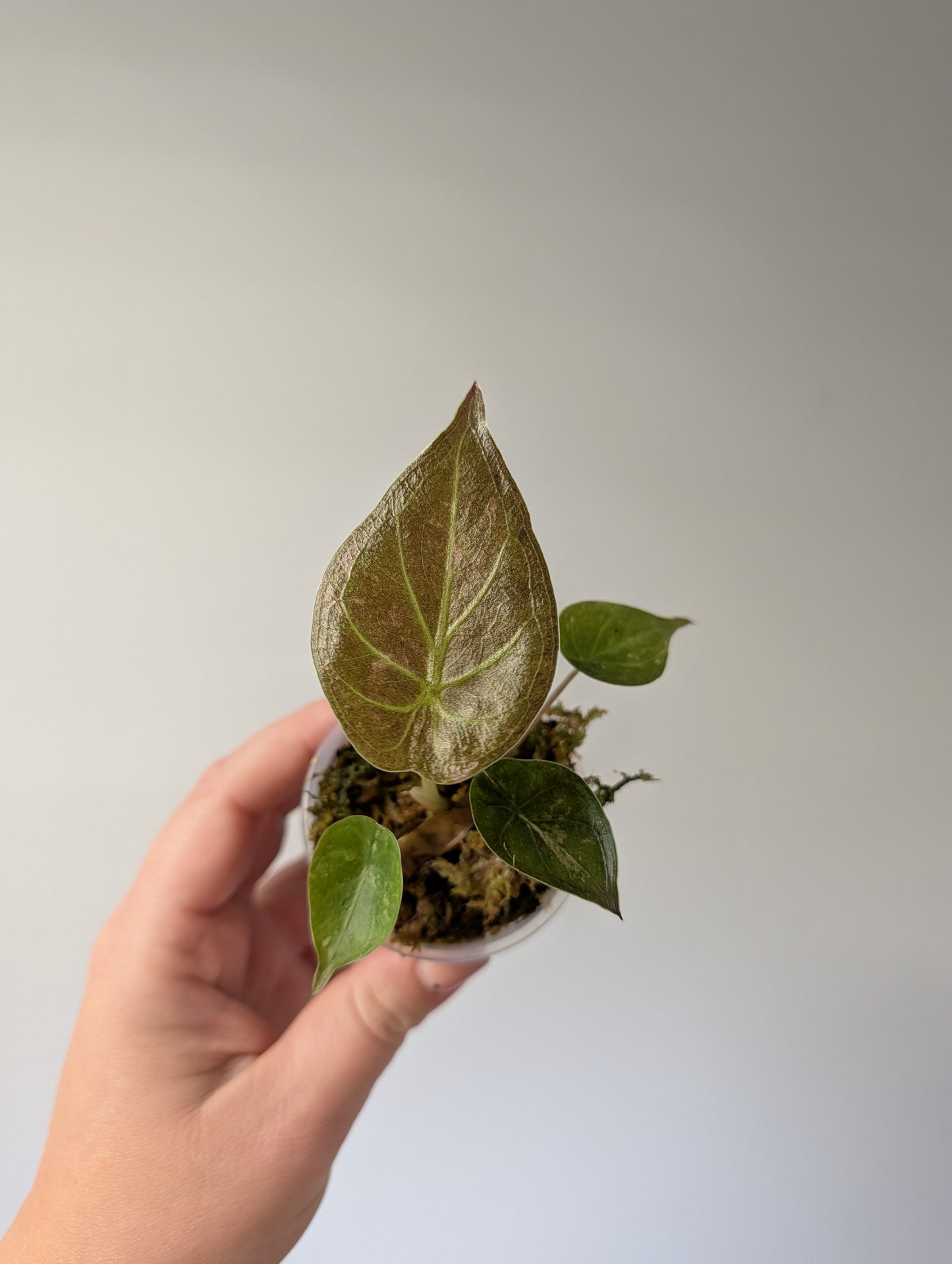 Alocasia wenti silver pink