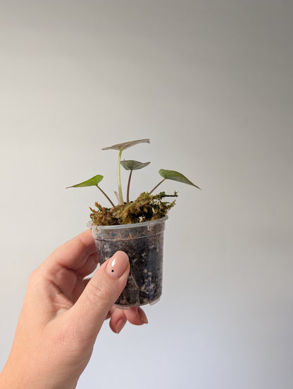 Alocasia wenti silver pink