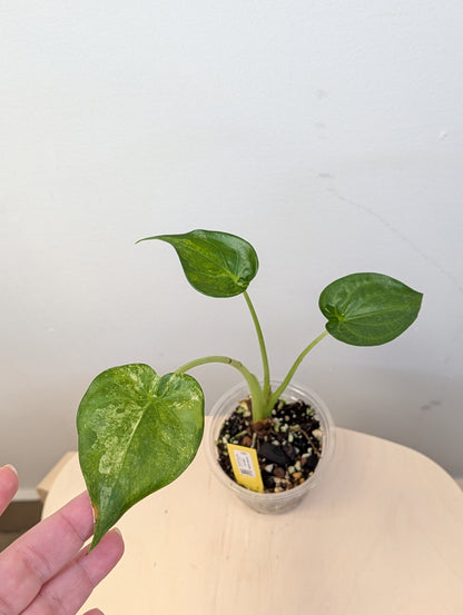 BUNDLE deal / Alocasia with yellow variegation