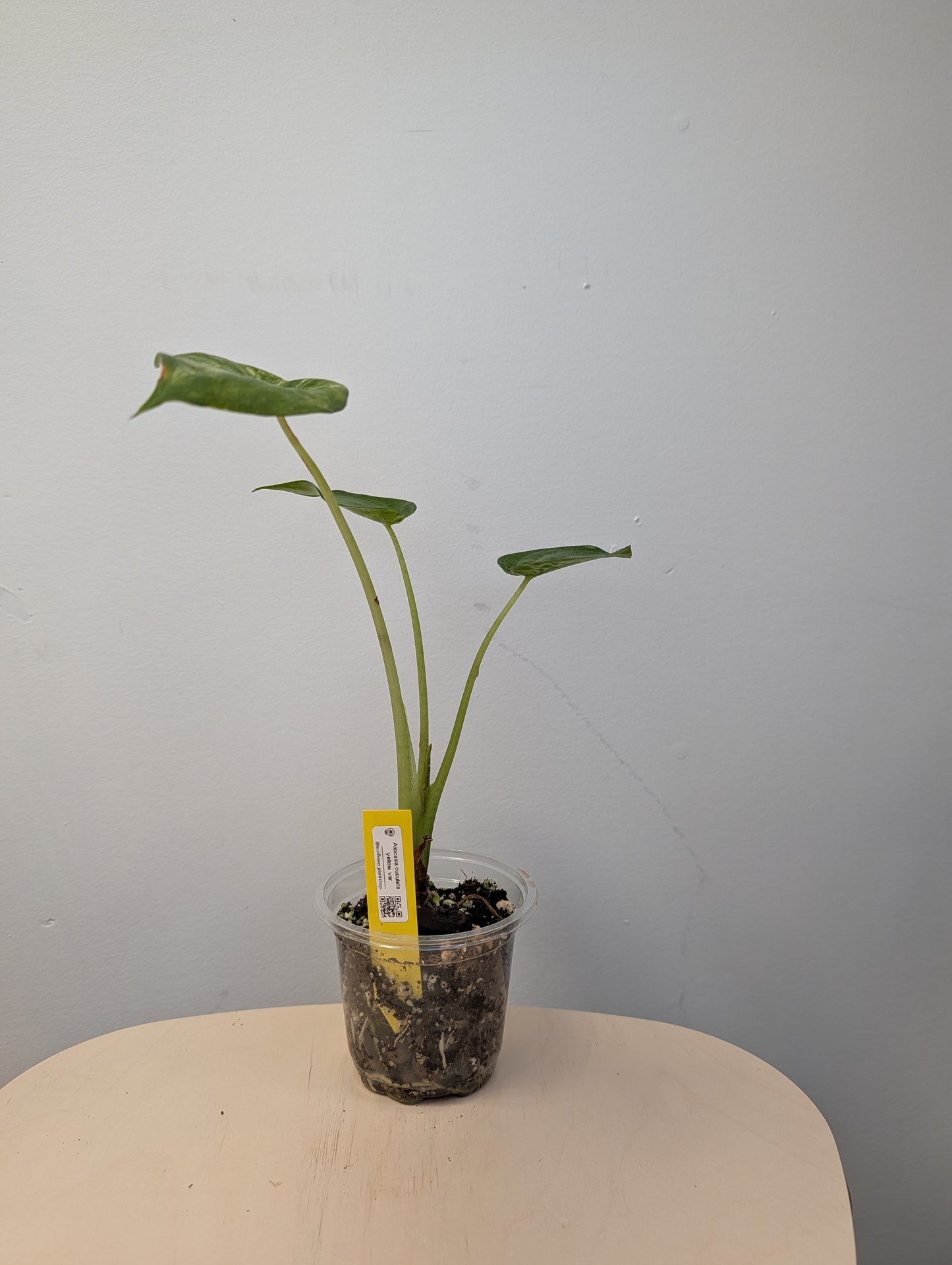 BUNDLE deal / Alocasia with yellow variegation