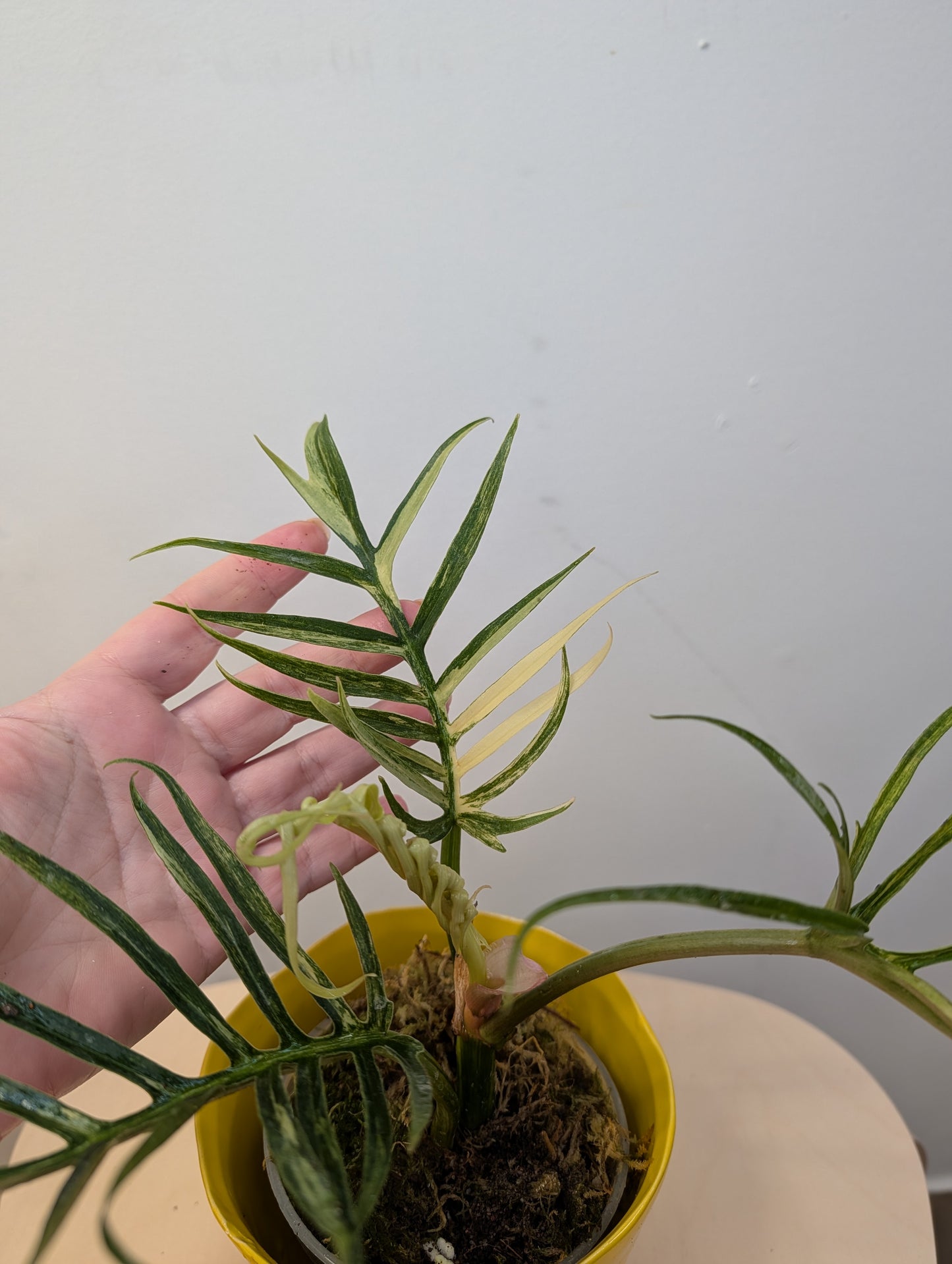 Philodendron Tortum variegated