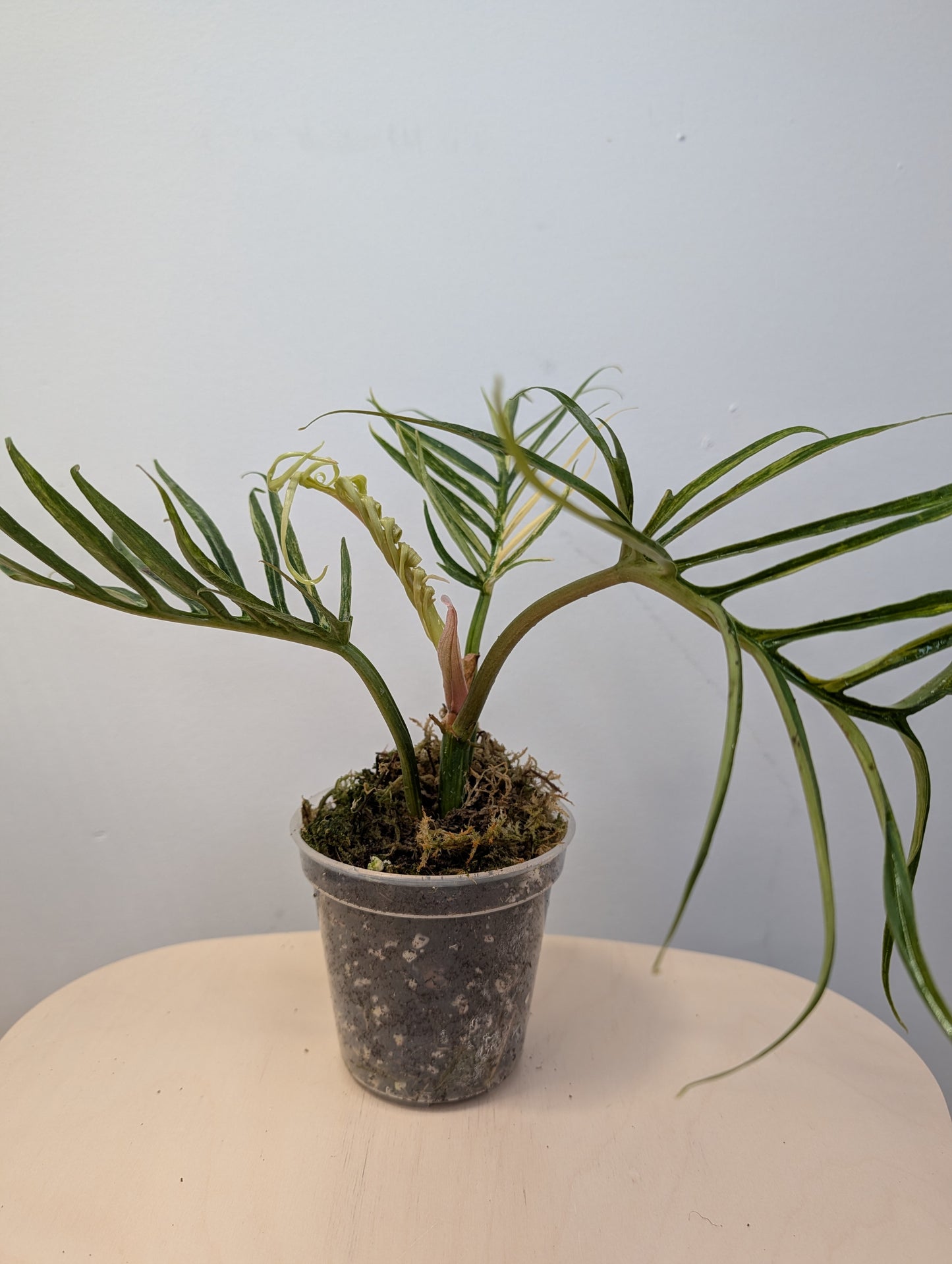 Philodendron Tortum variegated