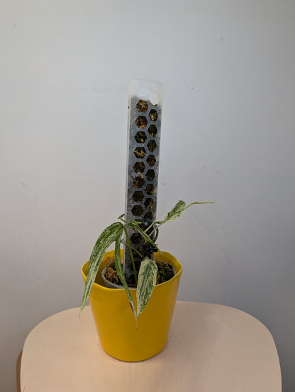 Amydrium medium variegated / two growths