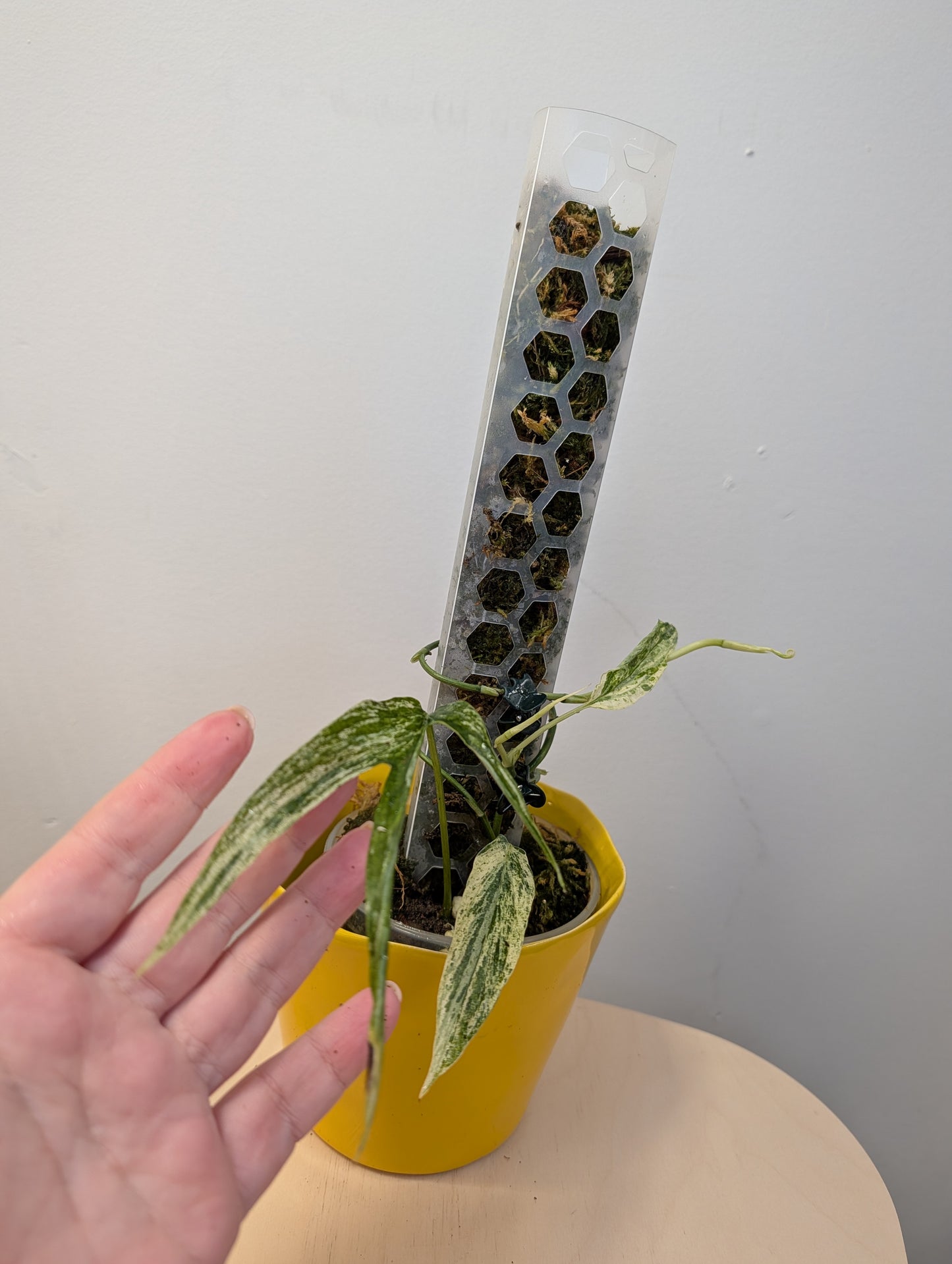 Amydrium medium variegated / two growths