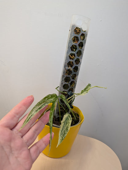 Amydrium medium variegated / two growths