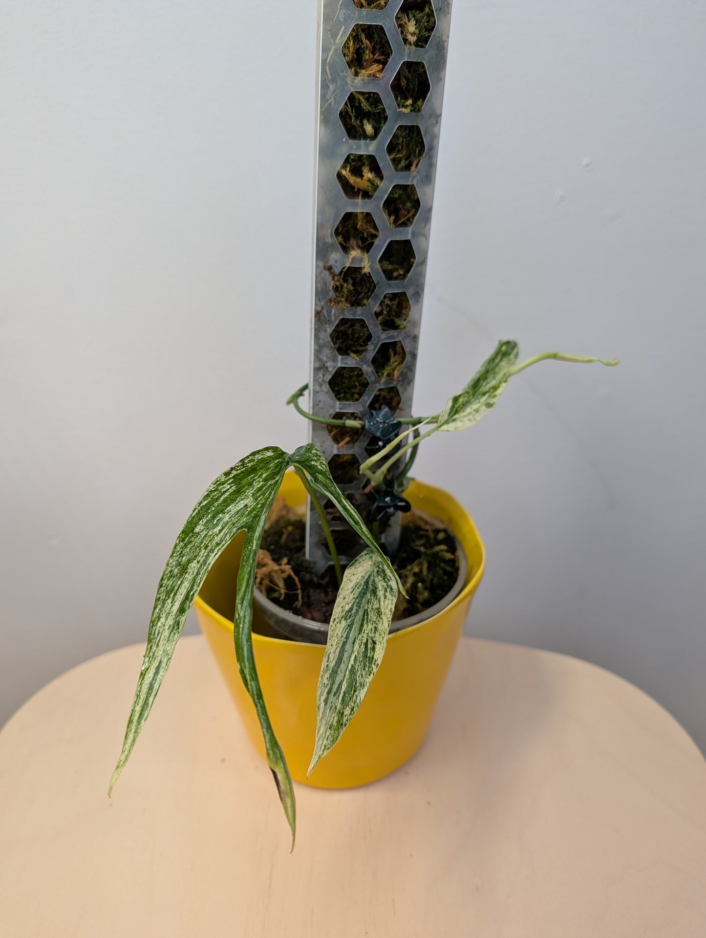 Amydrium medium variegated / two growths