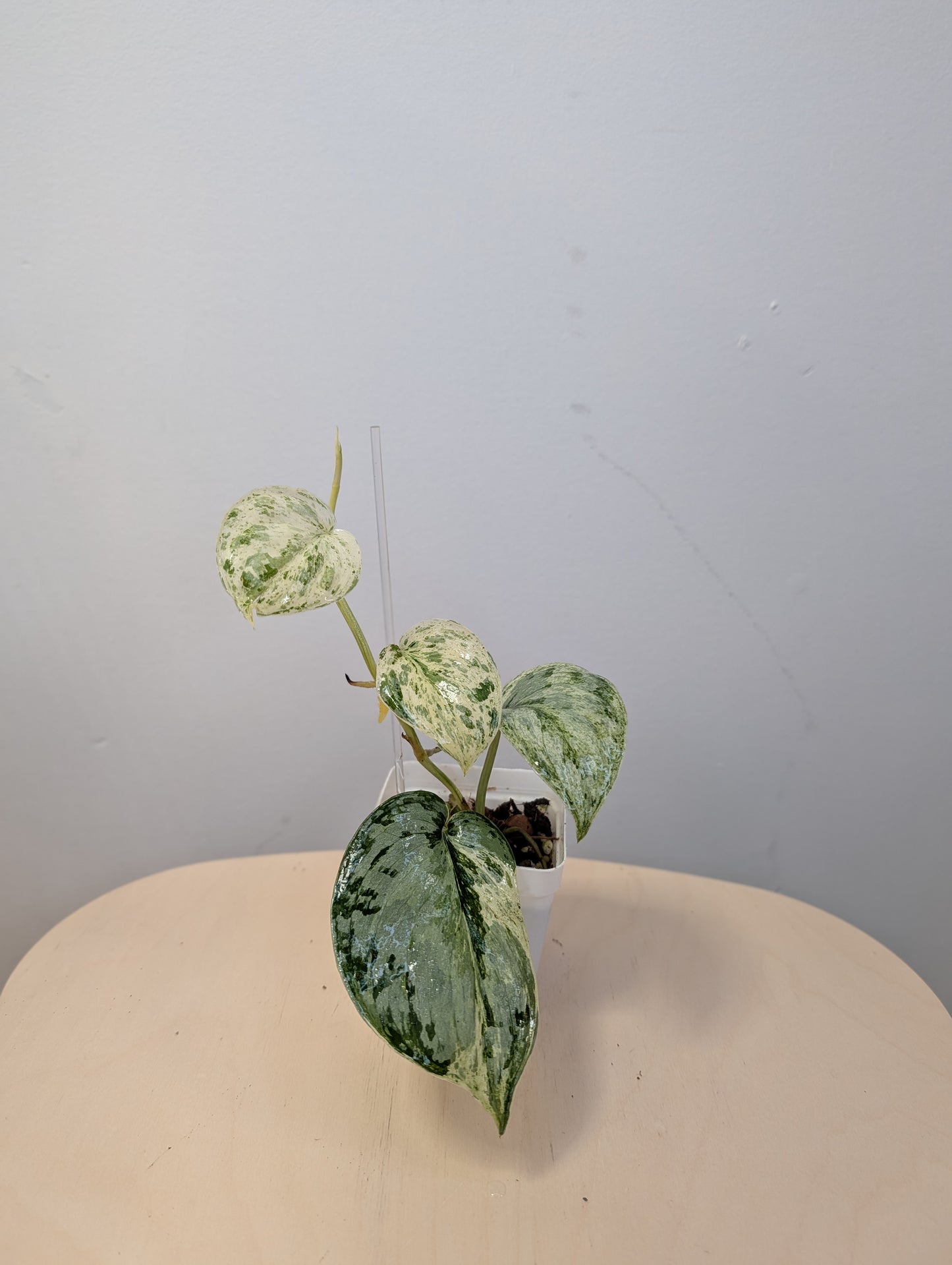 Scindapsus peasun variegated
