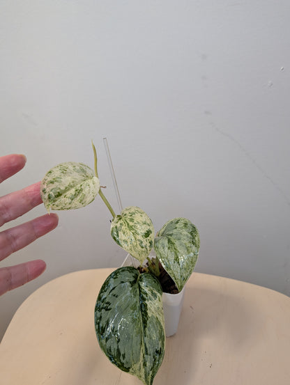 Scindapsus peasun variegated