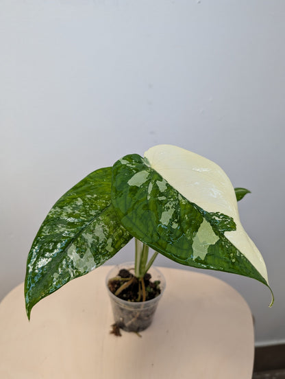 Syngonium chiapense variegated