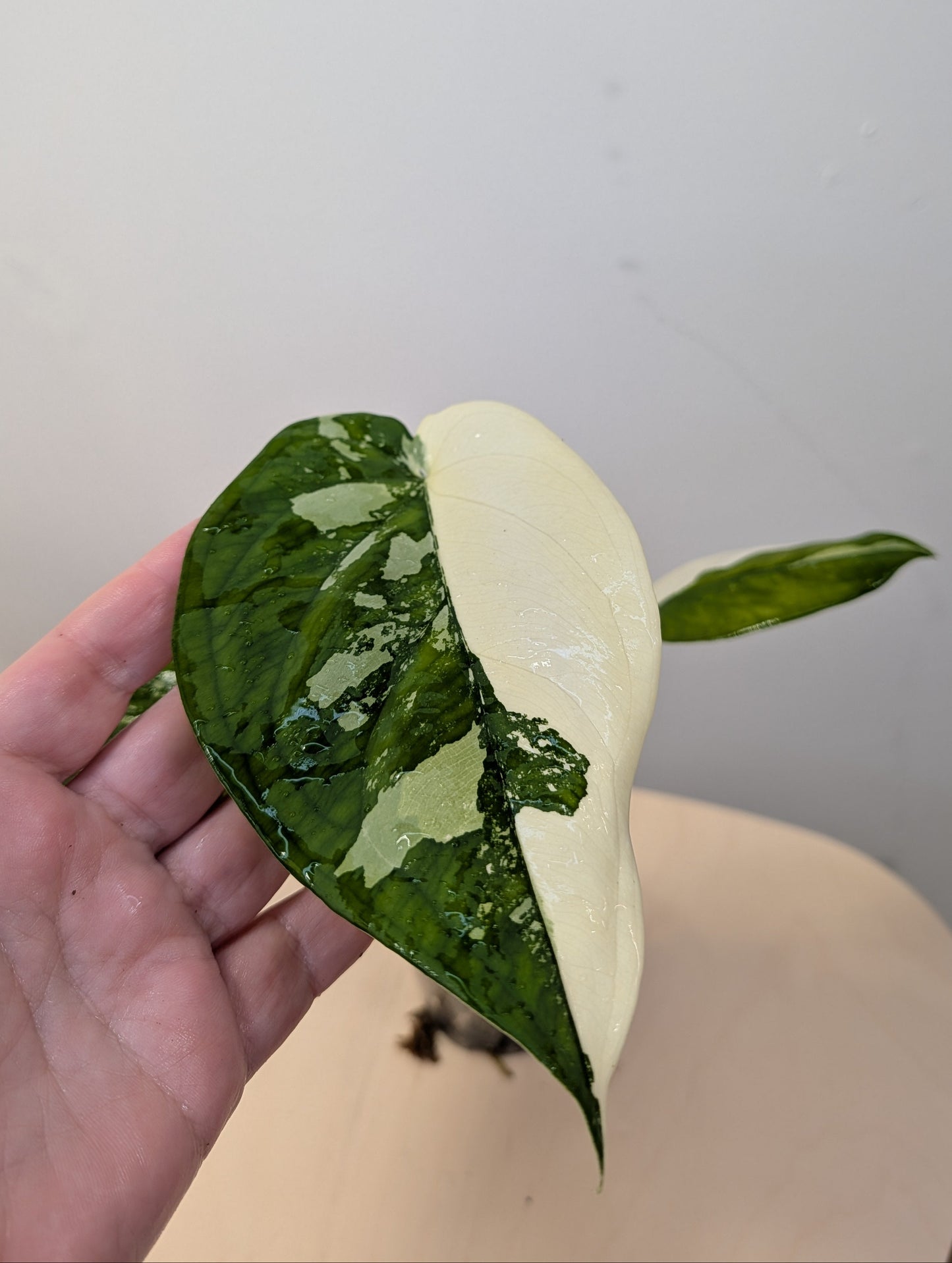 Syngonium chiapense variegated