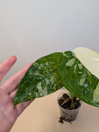 Syngonium chiapense variegated