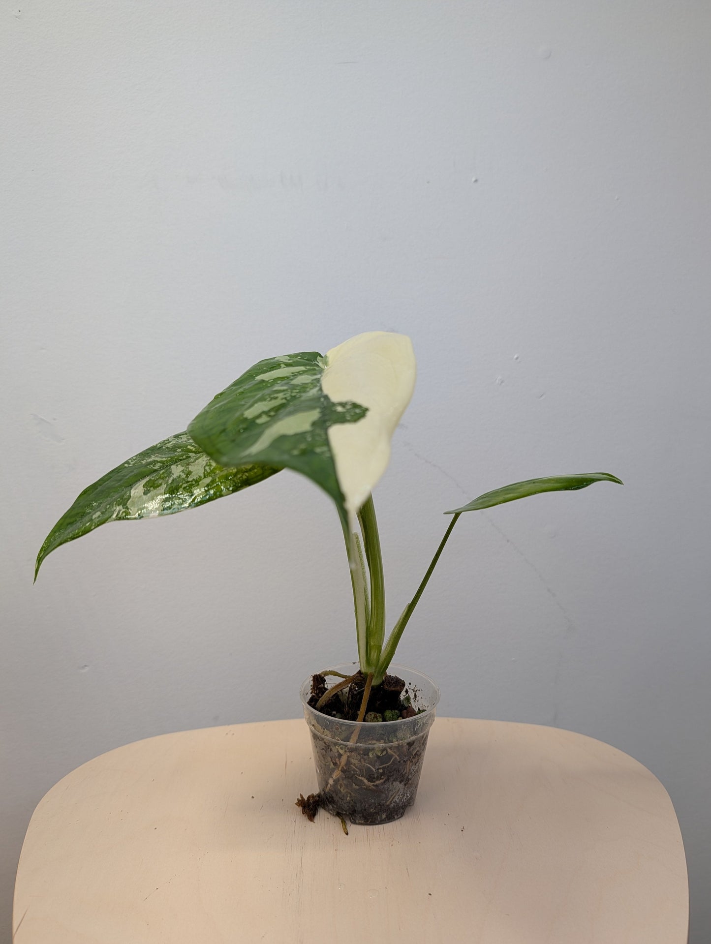 Syngonium chiapense variegated