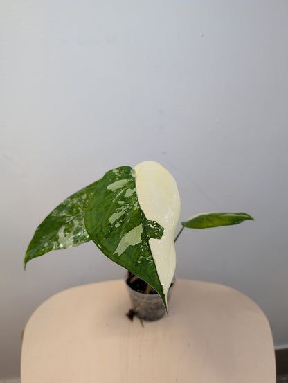 Syngonium chiapense variegated