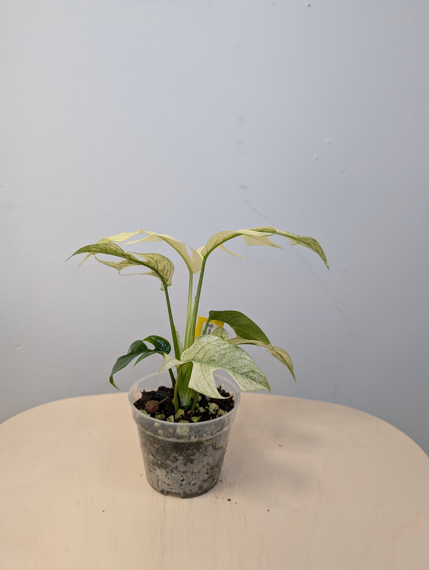 Raphidophora tetrasperma white monster variegated