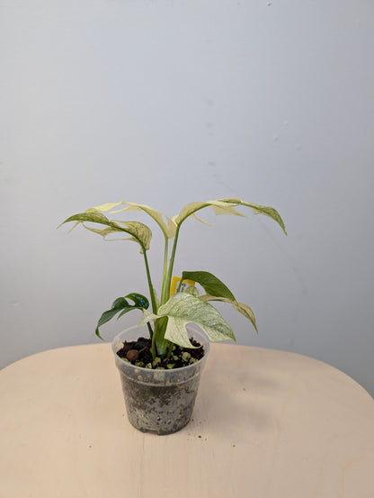 Raphidophora tetrasperma white monster variegated