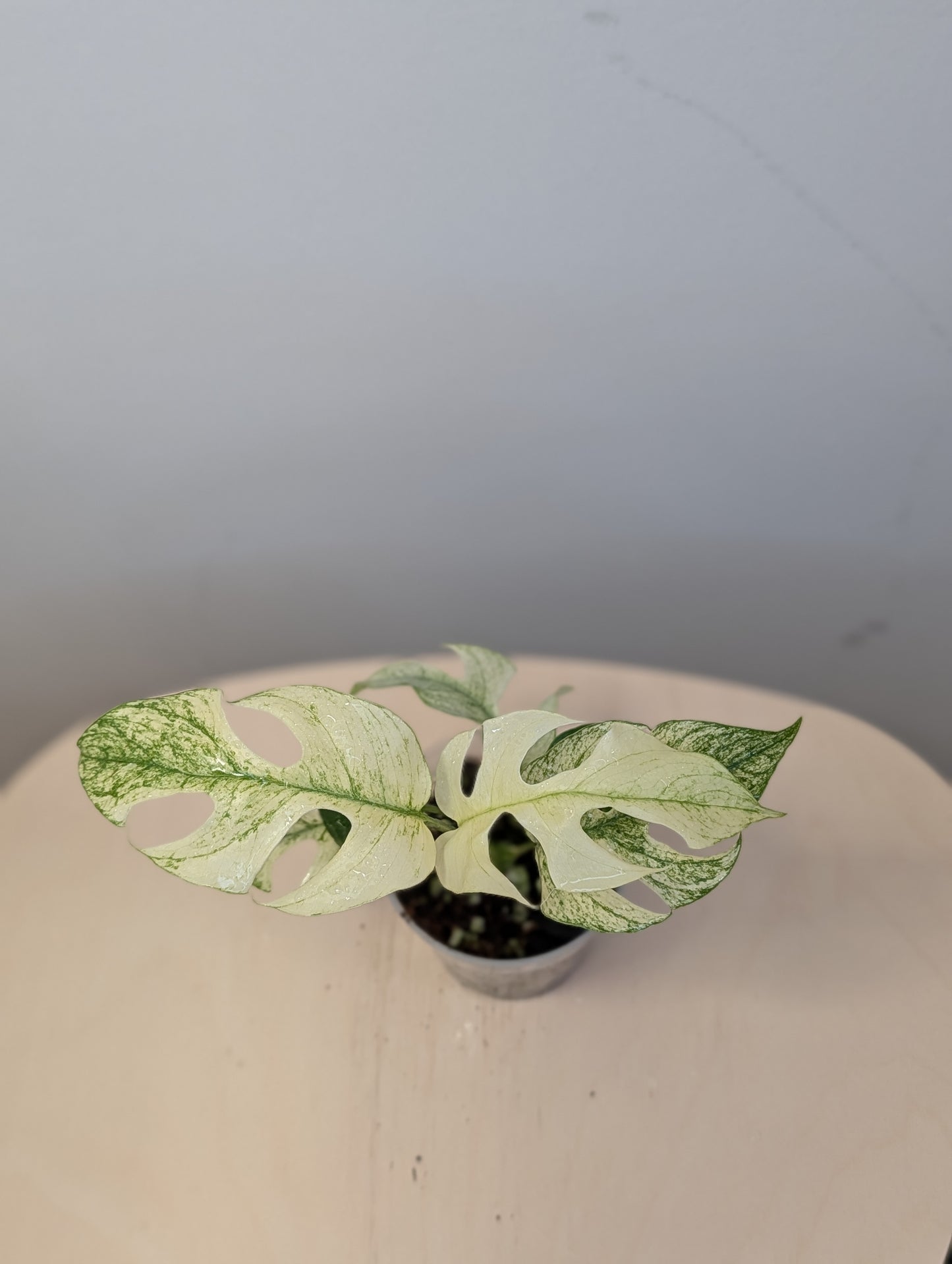 Raphidophora tetrasperma white monster variegated