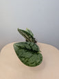 Scindapsus Sp