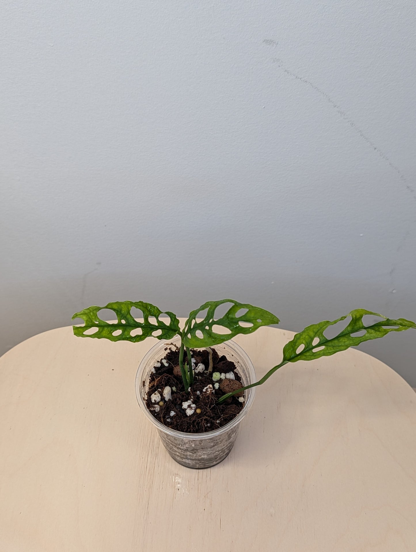 Monstera Oblique Peru