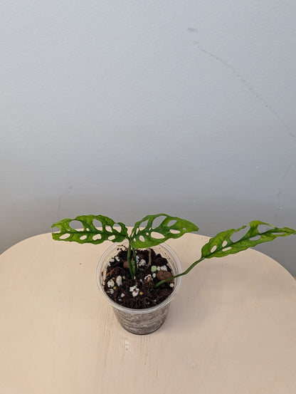 Monstera Oblique Peru