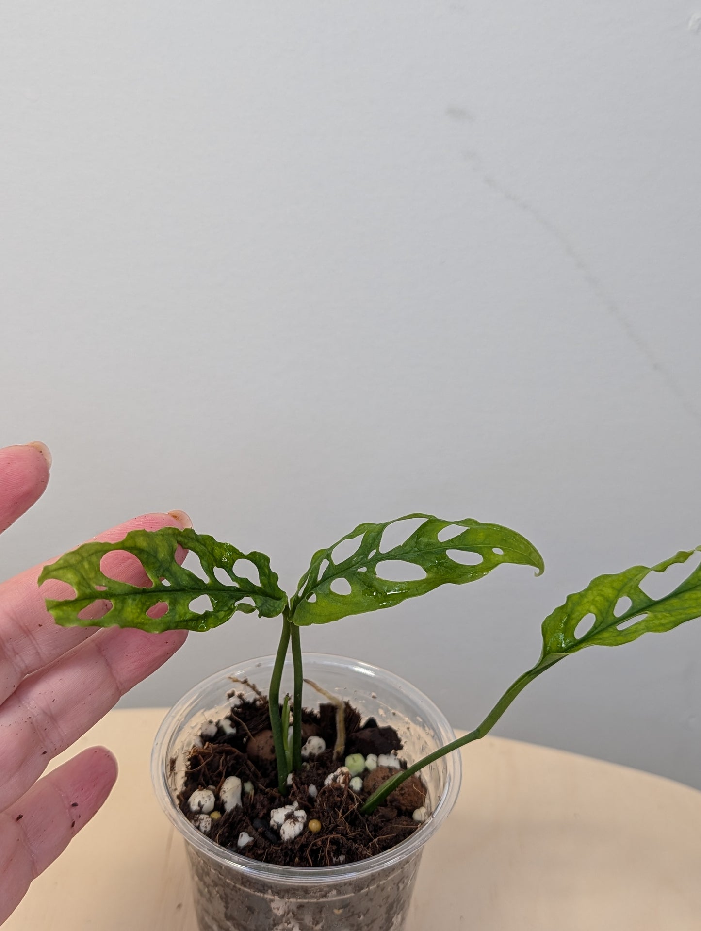 Monstera Oblique Peru