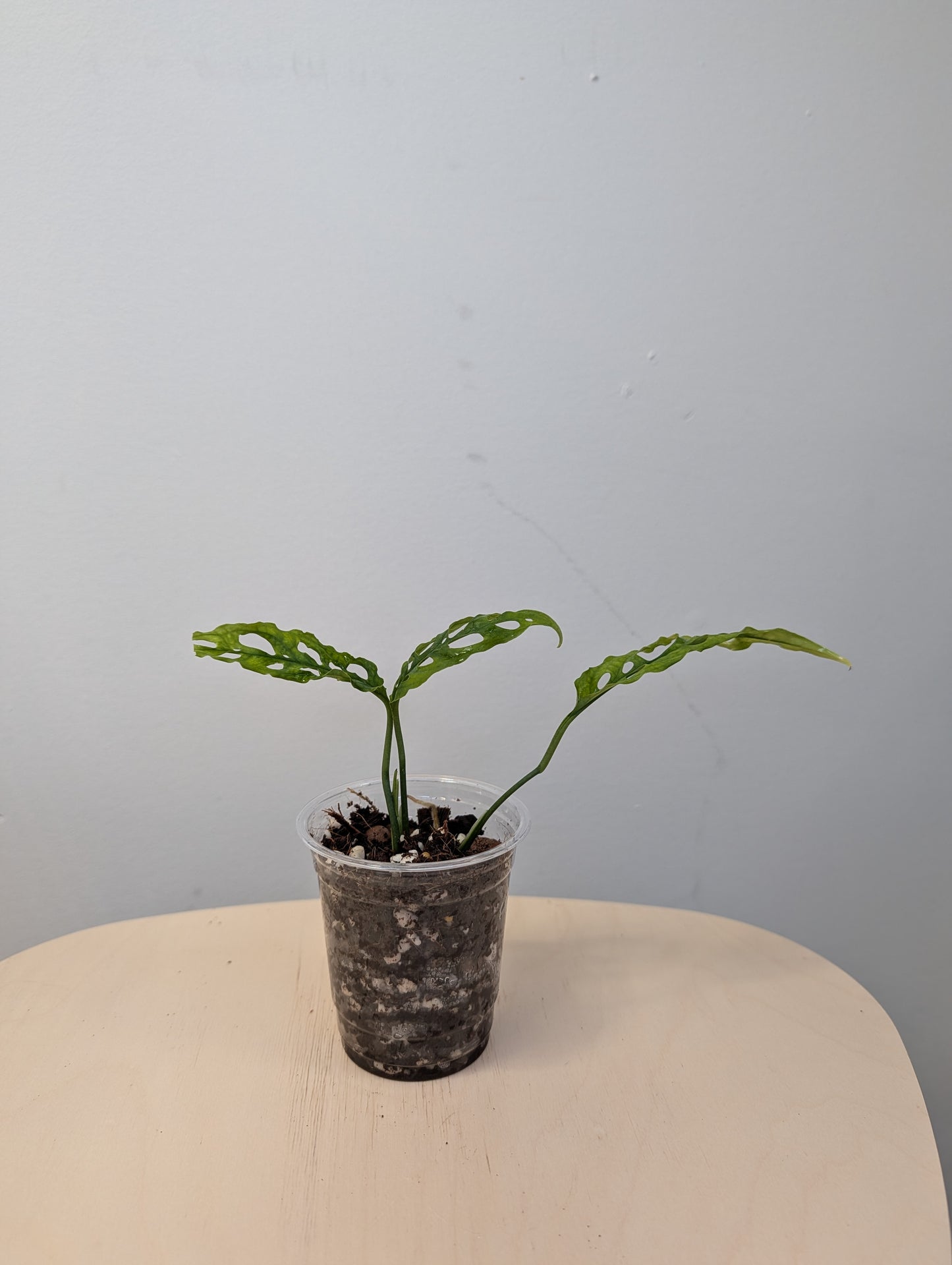 Monstera Oblique Peru