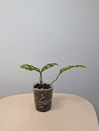 Monstera Oblique Peru