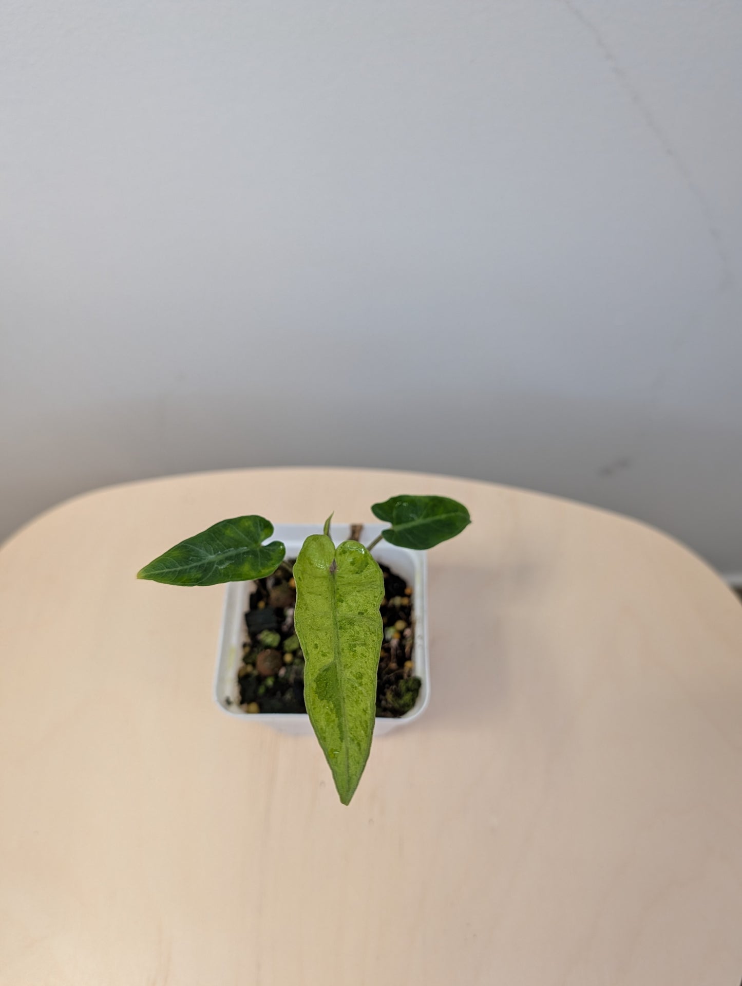 BUNDLE deal / Alocasia with yellow variegation