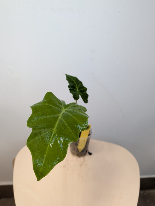 Alocasia portora from variegated plant / gift with a purchase