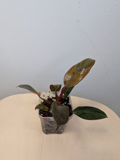 Philodendron Black Cardinal variegated 🧡 🦄