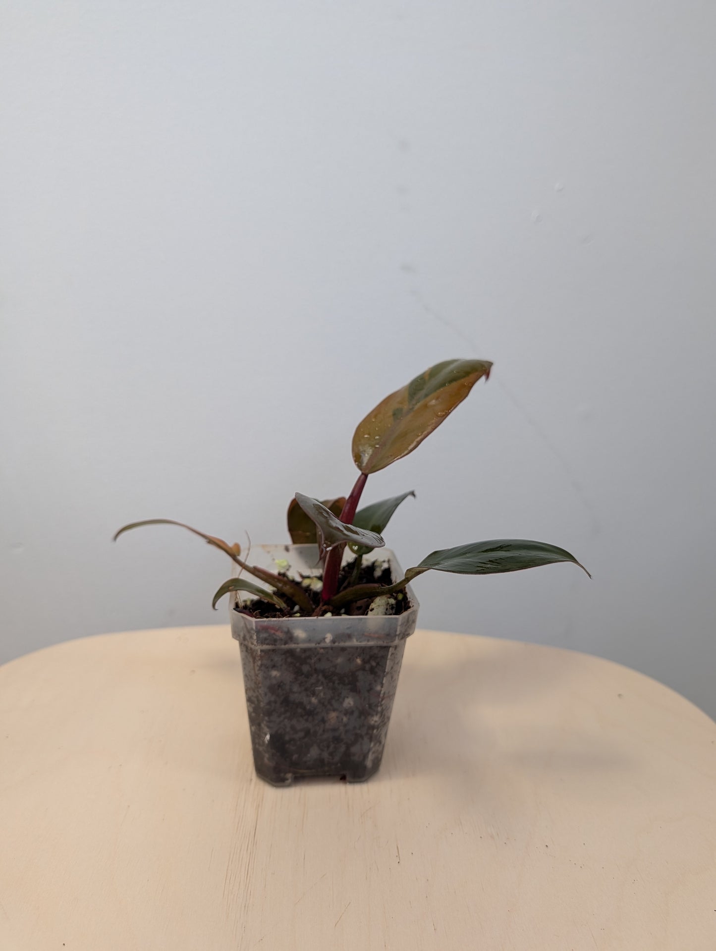 Philodendron Black Cardinal variegated 🧡 🦄