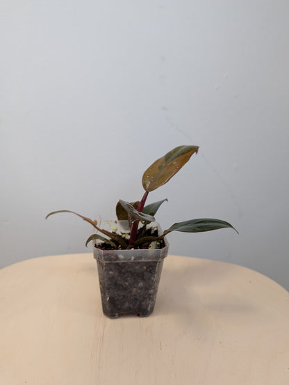 Philodendron Black Cardinal variegated 🧡 🦄