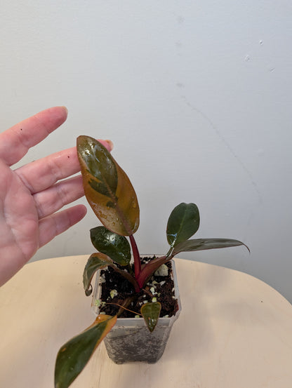 Philodendron Black Cardinal variegated 🧡 🦄